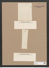 Pleurosigma sp. (de-Toni-Nr.: Genus 13) Zeichnungen Sammlung Grunow Nr. 2164 (NHMW-BOT-W0369222)
